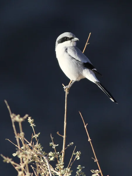 Cabeça de pau Shrike - Lanius ludovicianus — Fotografia de Stock