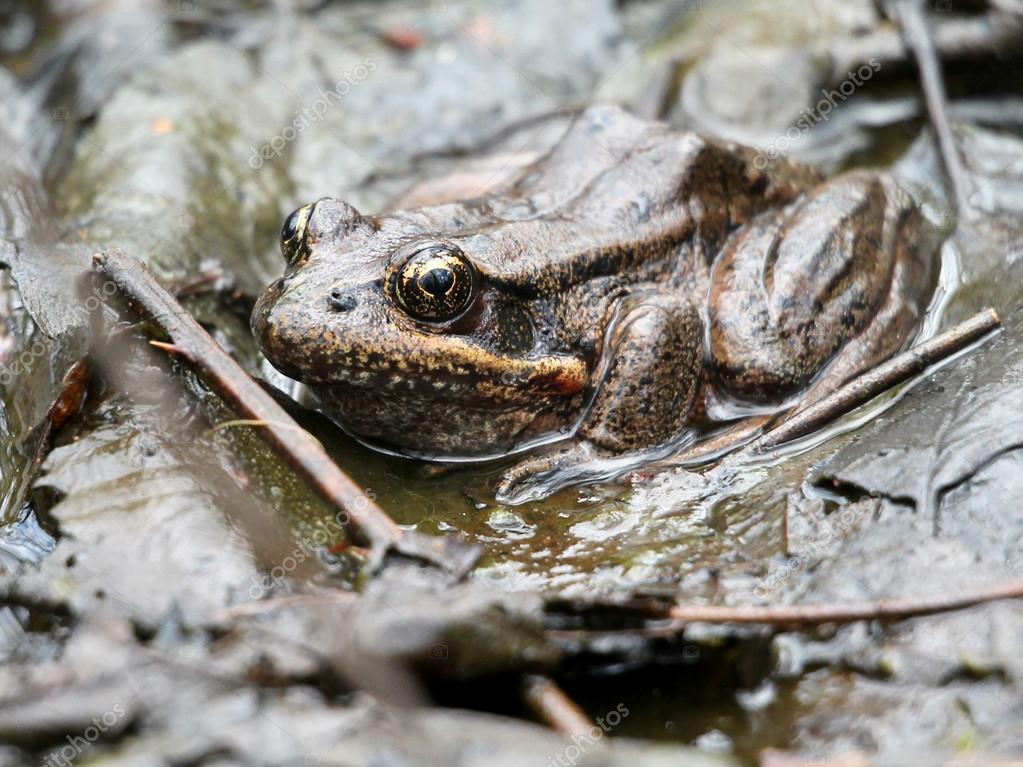 Türkisnaschvogel Frosch im Schlamm — Stockfoto © randimal ...