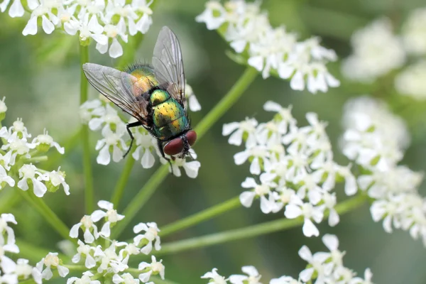 Greenbottle volar en flores blancas — Foto de Stock