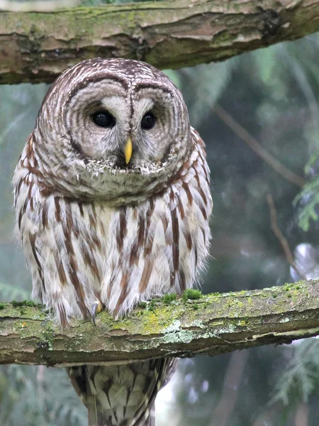 Gufo sbarrato Guardando giù — Foto Stock