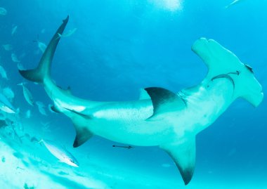 Hammerhead shark in Bahamas clipart
