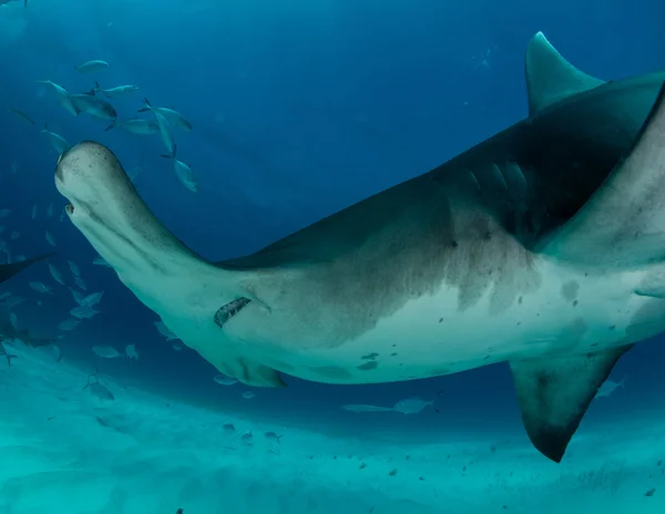 Hammerhead shark in Bahamas — Stock Photo, Image