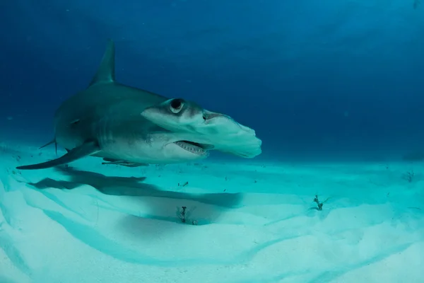 Tiburón martillo en Bahamas —  Fotos de Stock