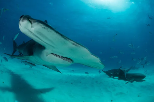在巴哈马锤头鲨 — 图库照片