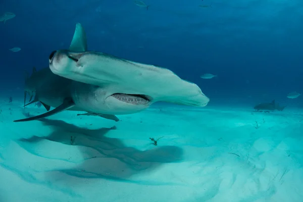 Tiburón martillo en Bahamas — Foto de Stock