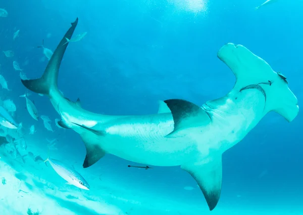 Tiburón martillo en Bahamas — Foto de Stock