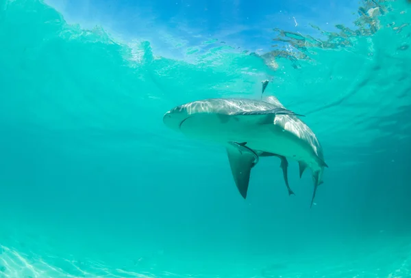 Tiburón martillo en Bahamas — Foto de Stock