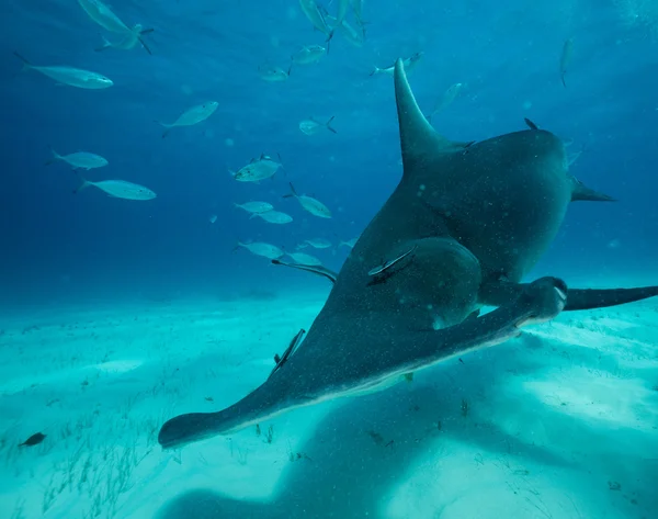 在巴哈马锤头鲨 — 图库照片