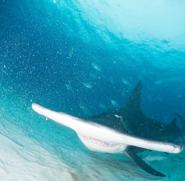 Hammerhead shark in Bahamas — Stock Photo, Image