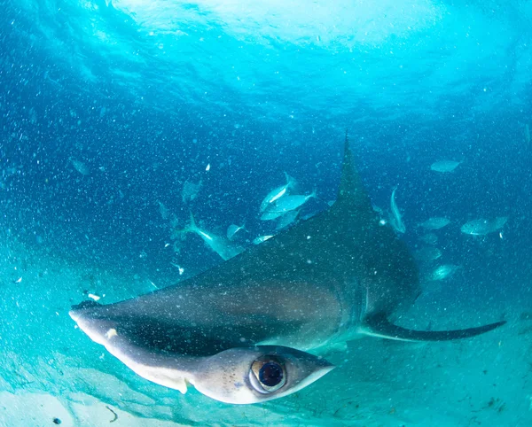 Tiburón martillo en Bahamas —  Fotos de Stock