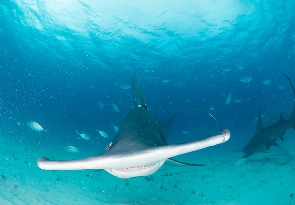 Tiburón martillo en Bahamas — Foto de Stock