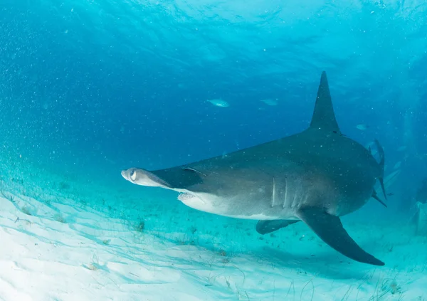 Tiburón martillo en Bahamas — Foto de Stock