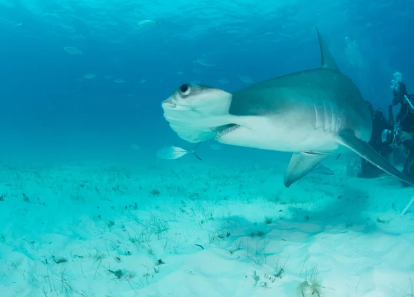 Requin marteau aux Bahamas — Photo