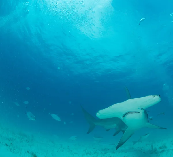 Tiburón martillo en Bahamas — Foto de Stock