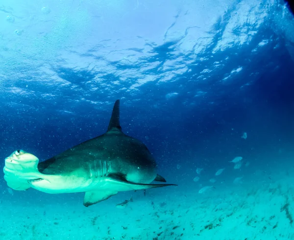 Tiburón martillo en Bahamas — Foto de Stock