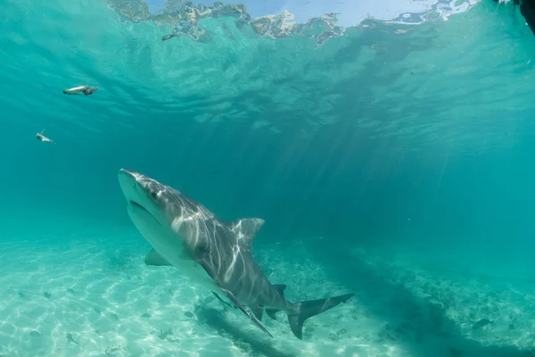 Hammerhead shark in Bahamas Royalty Free Stock Images