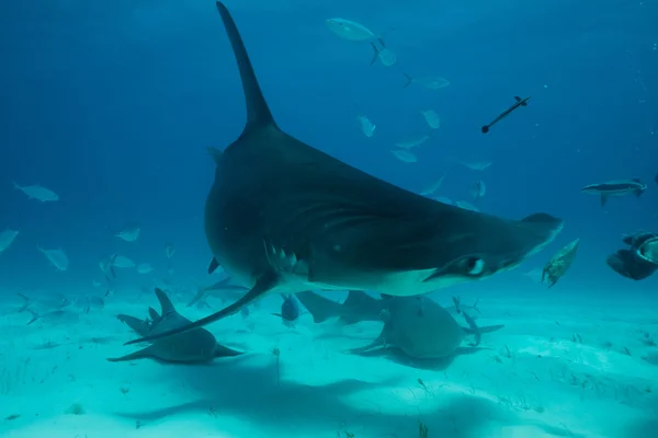 Hammerhead shark in Bahamas Royalty Free Stock Images