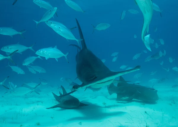 Hammerhead shark in Bahamas Stock Image