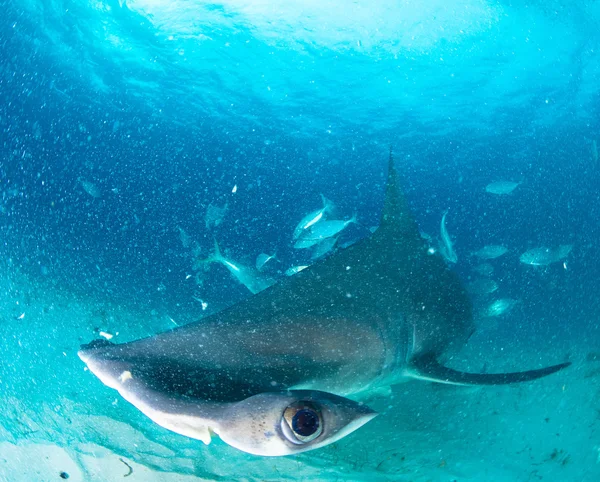 Hammerhead shark in Bahamas Stock Photo
