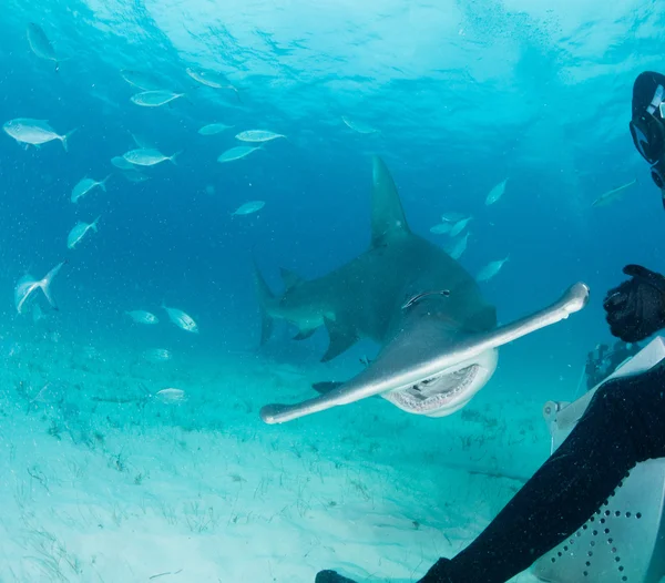 Hammerhead shark in Bahamas Stock Photo