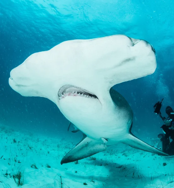 Hammerhead shark in Bahamas Stock Photo