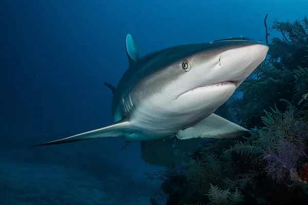 Tiburón en el océano — Foto de Stock