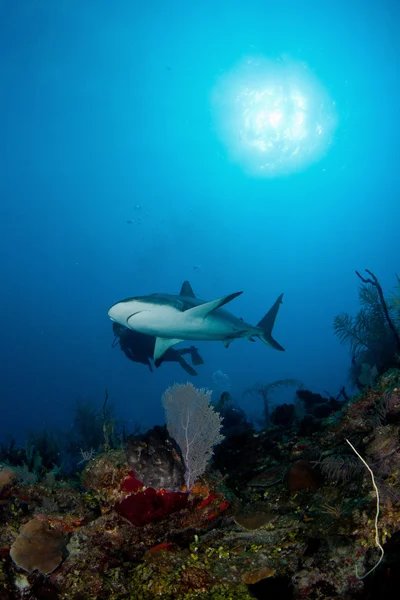 Tiburón en el océano — Foto de Stock