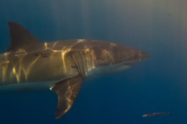 Büyük beyaz köpekbalığı