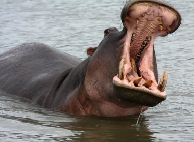 Hyppo, Güney Afrika