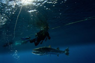 Barracuda ve scuba diver