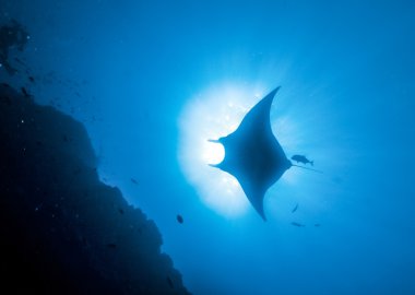 Manta, sualtı resim