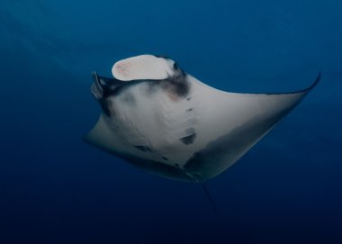 Manta, sualtı resim