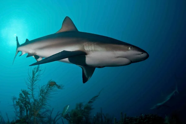 Shark, underwater picture — Stock Photo, Image