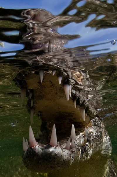 咸水鳄鱼 — 图库照片