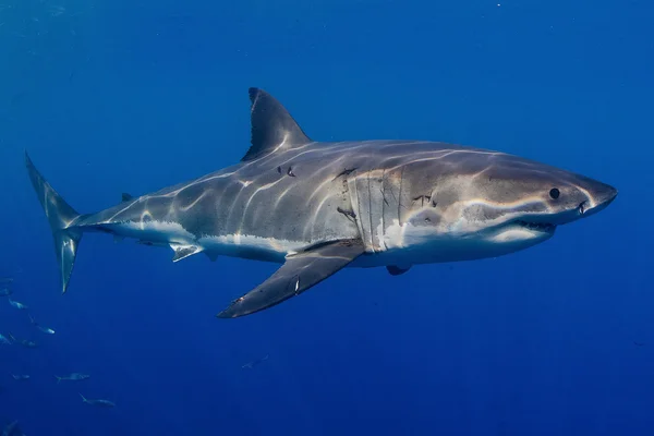 Gran tiburón blanco — Foto de Stock