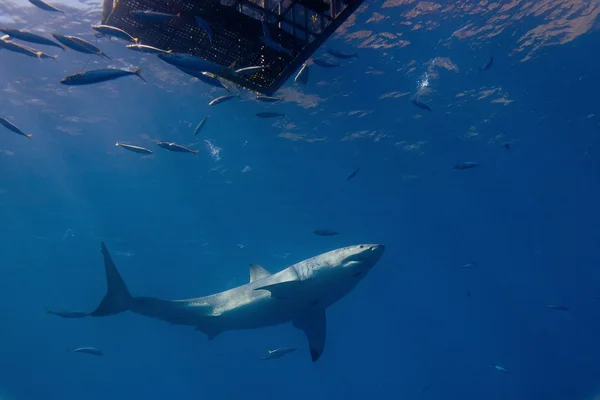 Gran tiburón blanco — Foto de Stock