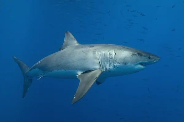 Grande tubarão branco — Fotografia de Stock
