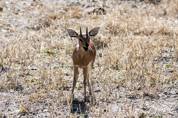 Dik Dik, Botsvana