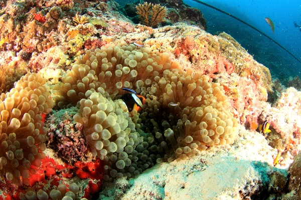 Clownfish στην ανεμώνη — Φωτογραφία Αρχείου