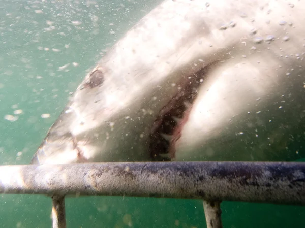 Gran tiburón blanco — Foto de Stock