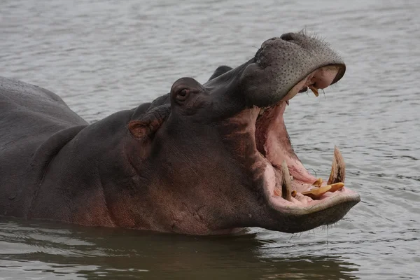 Hyppo, Zuid-Afrika — Stockfoto