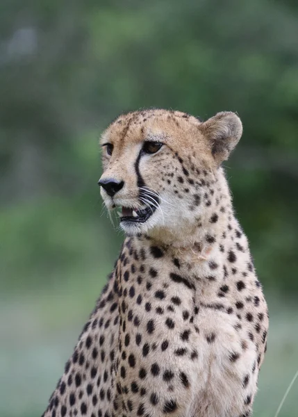 Cheetah Botsvana