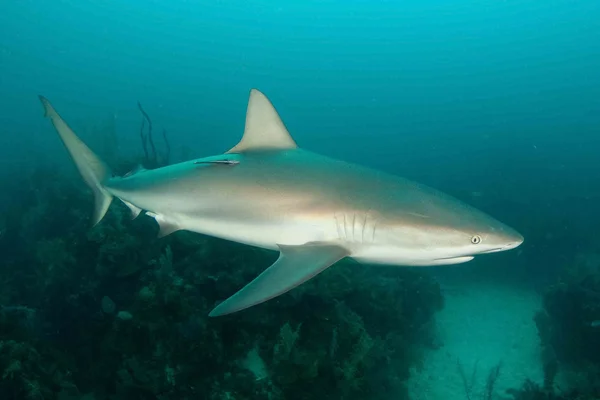 Tiburón, imagen submarina — Foto de Stock