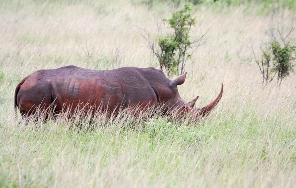 Nosorožec v Jižní Africe — Stock fotografie