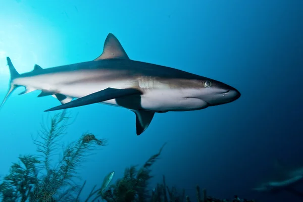 Shark, underwater picture — Stock Photo, Image