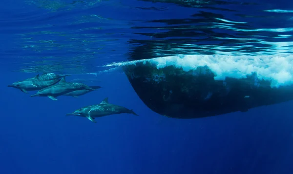 Дельфины в глубине — стоковое фото