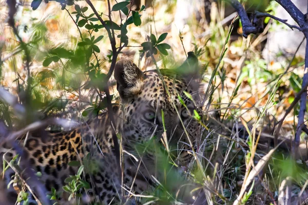 Botsvana'daki leopar