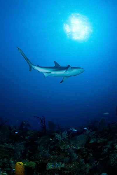 Tiburón en el océano — Foto de Stock
