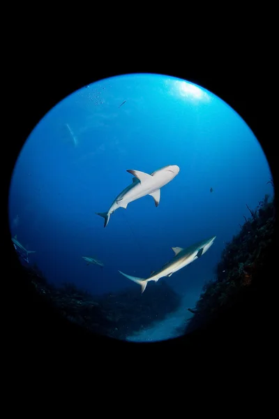 Καρχαρία στον ωκεανό — Φωτογραφία Αρχείου