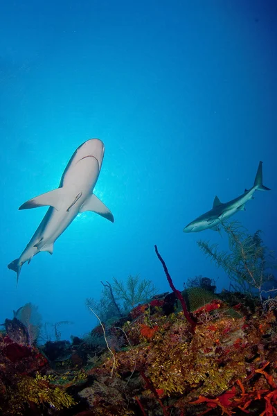 Tiburón en el océano — Foto de Stock